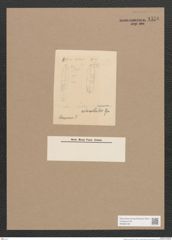 Navicula sp. (de-Toni-Nr.: Genus 1) Zeichnungen Sammlung Grunow Nr. 1576 (NHMW-BOT-W0368108)